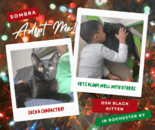 Sombra Black Kitten Adopt Rochester NY
