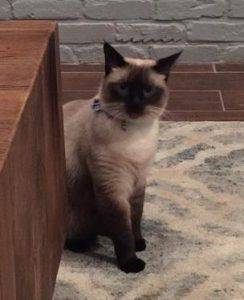 Sookie - seal point siamese cat for adoption in san antonio tx