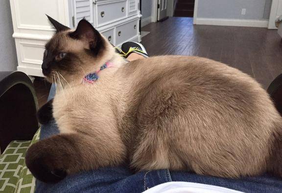 Sookie - seal point siamese cat for adoption in san antonio tx