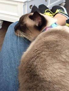 Sookie - seal point siamese cat for adoption in san antonio tx