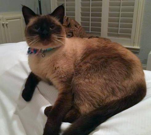 Sookie - Seal Point Siamese Cat For Adoption in San Antonio TX