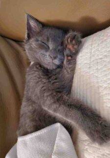 Adorable Russian Blue Kitten For Adoption In Vancouver, BC – Supplies Included – Adopt Soon Dol