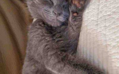Adorable Russian Blue Kitten For Adoption in Vancouver, BC – Supplies Included – Adopt Soon Dol