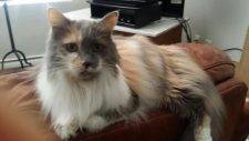 Sophia - Stunning Long Haired Dilute Calico Cat For Adoption in Los Angeles CA