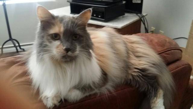 Sophia - stunning long haired dilute calico cat for adoption in los angeles ca