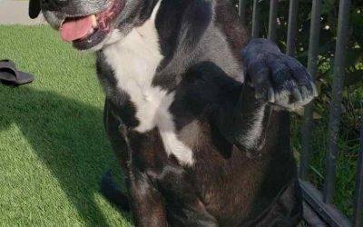 Honolulu hi – black labrador retriever mix dog for private adoption – meet sophie