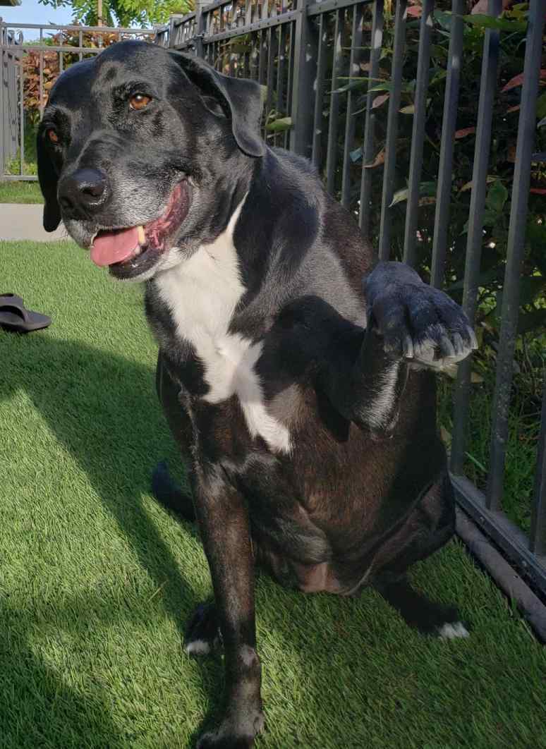 Sophie - black lab mix dog for adoption in honolulu hi