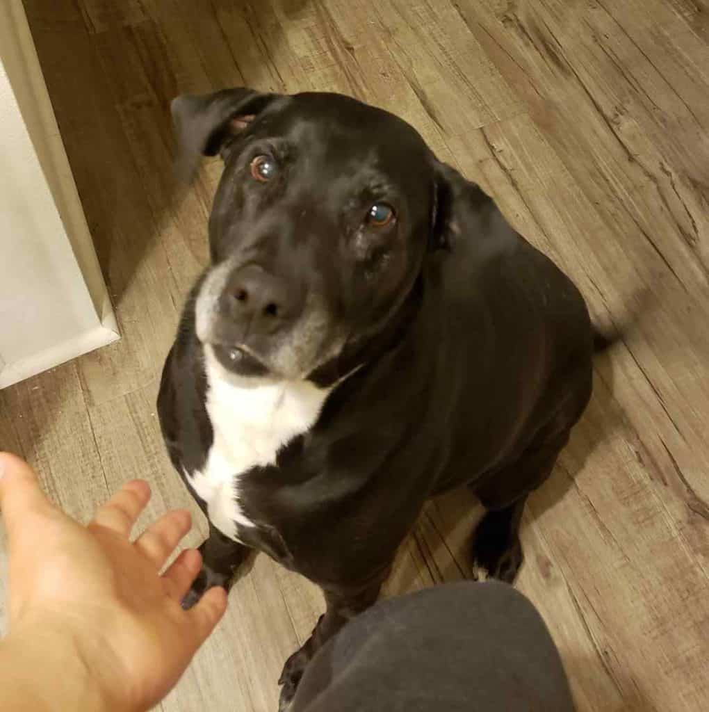 Sophie - black lab mix dog for adoption in honolulu hi