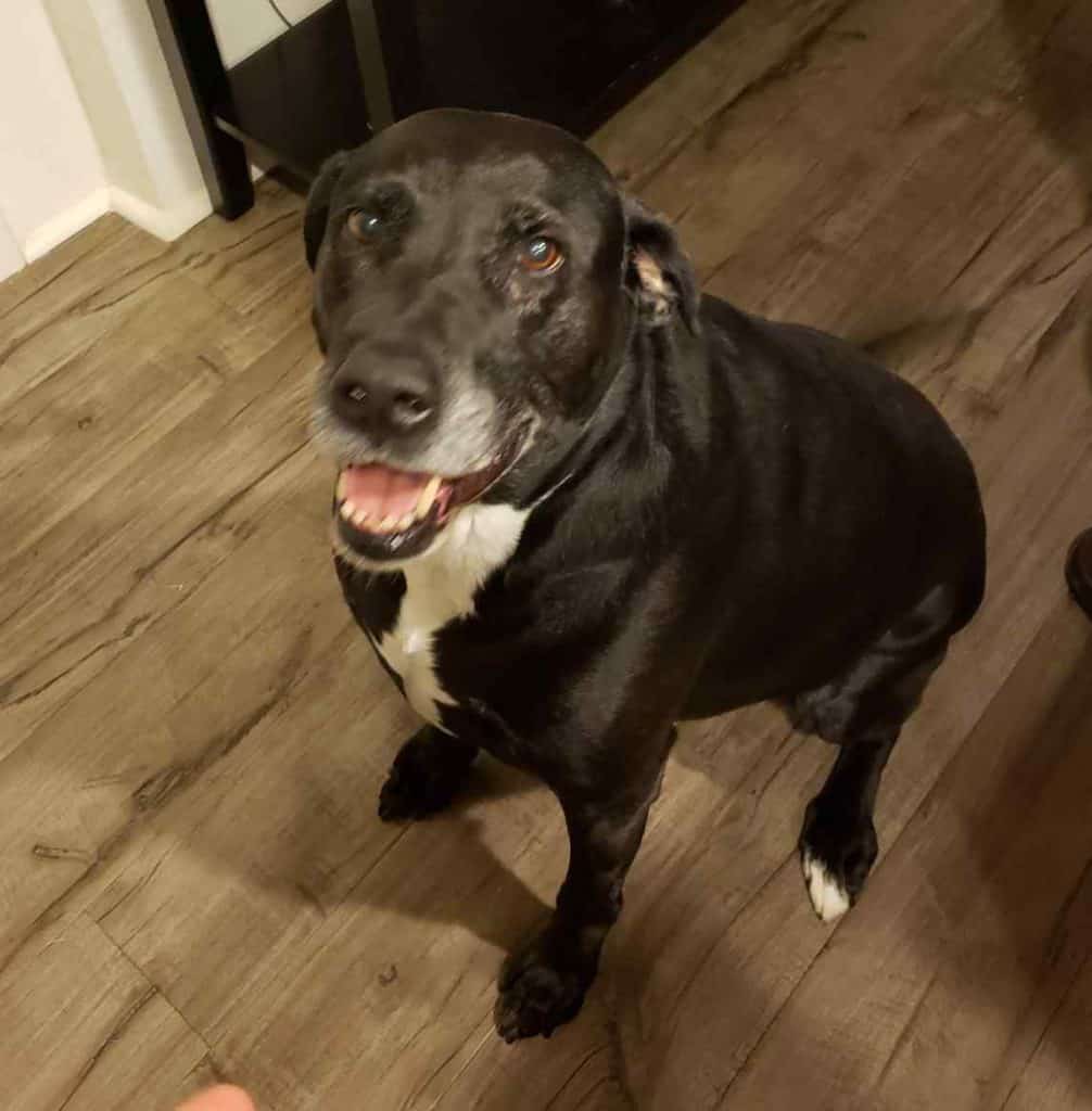 Sophie - black lab mix dog for adoption in honolulu hi