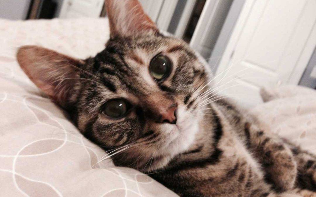Chubby Brown Tabby Cat For Adoption Near Chicago IL – Meet Sophie
