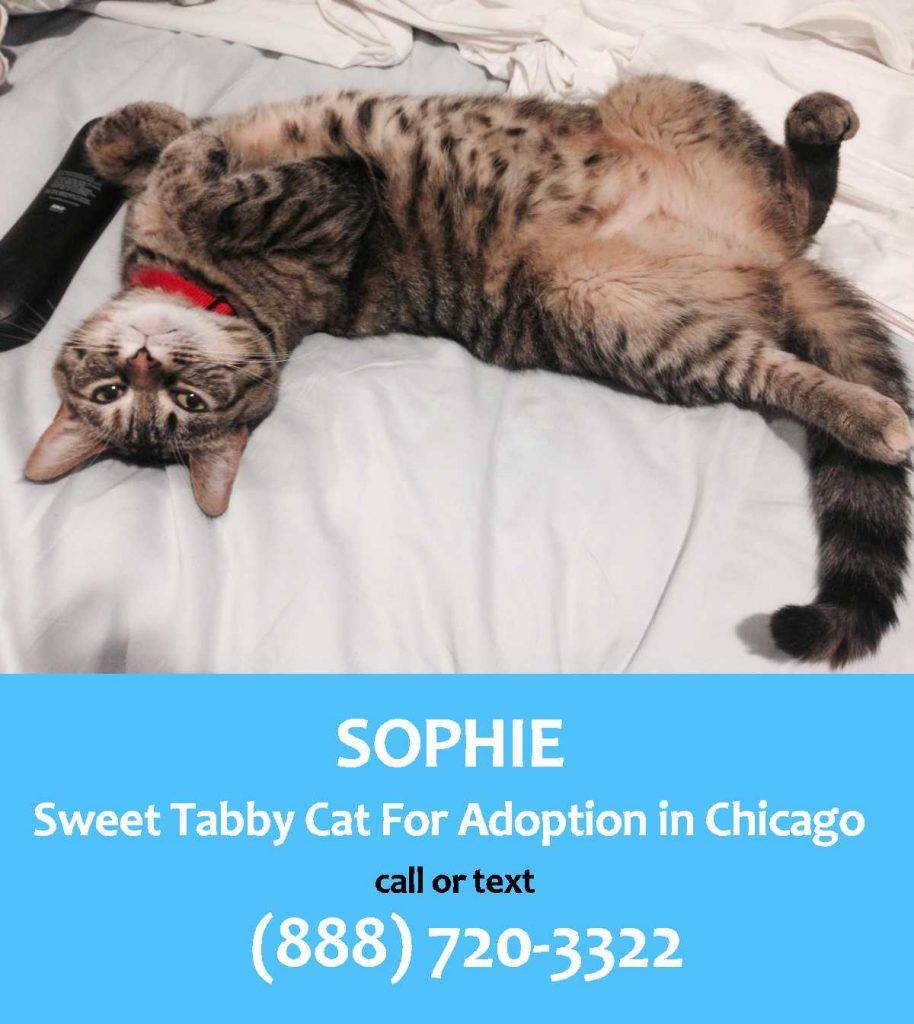 Sophie brown tabby cat adoption chicago 1
