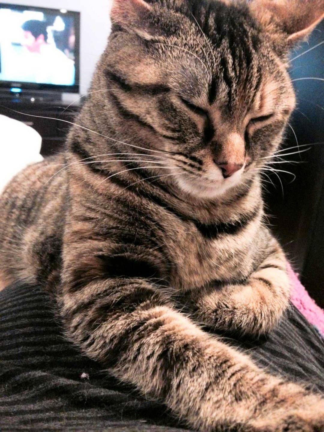 Chubby Brown Tabby Cat For Adoption Near Chicago IL Meet Sophie