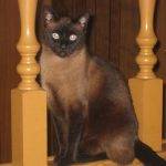 Sophie Cocoa Siamese Cat For Private Adoption In Sunnyvale California
