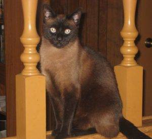 Rehomed! Sophie – 15 year old cocoa siamese cat in sunnyvale california