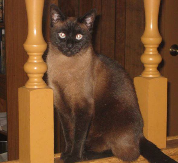 Sophie Cocoa Siamese Cat For Private Adoption in Sunnyvale California