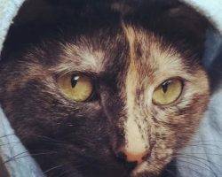 Photo Sophie - cute calico for adoption in tarzana ca 2