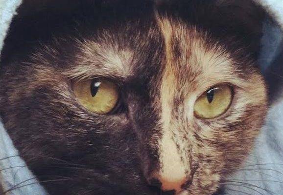 Sophie - Cute Calico For Adoption in Tarzana CA 2