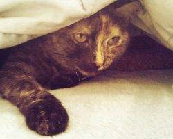 Photo Sophie - cute calico for adoption in tarzana ca 2