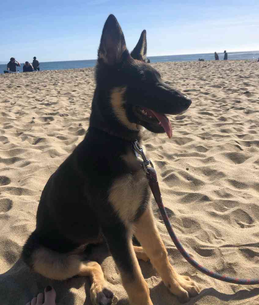 Sophie a 5 mo german shepherd puppy for adoption in san jose ca