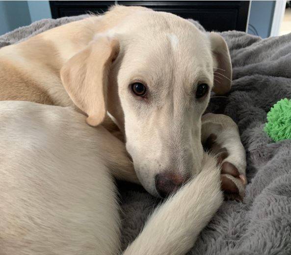 Sophie - yellow lab border collie mix dog adoption mckinney texas 4