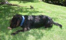Soucy – Devoted Little Mixed Breed Dog Seeks Loving Single Person Home – All Supplies Included