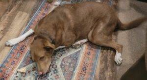 Chesapeake bay retriever mix dog for adoption in hudson, fl – supplies included – adopt sox