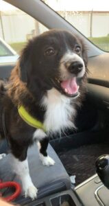 Miniature border collie for adoption in philadelphia pa – supplies included – adopt sox