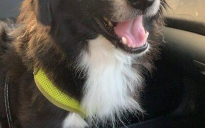 Miniature border collie for adoption in philadelphia pa – supplies included – adopt sox