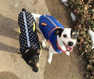 Staying with owner – spanky and rozan – bonded m&f jack russell and rat terrier mix dogs seattle