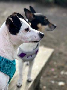 Spanky and rozan jack russell rat terrier dogs for adoption portland 8