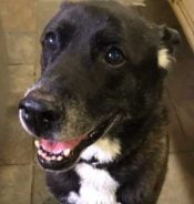 Sparky German Shepherd Lab Mix For Adoption Tarzana CA