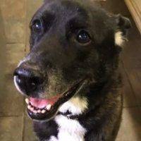 Sparky German Shepherd Lab Mix For Adoption Tarzana CA