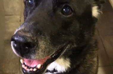 Senior german shepherd labrador retriever mix dog for adoption tarzana california – meet sparky