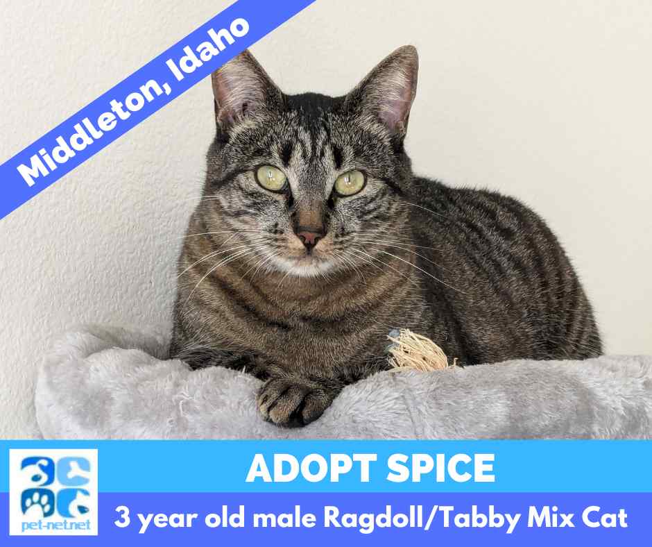 Ragdoll Cat For Adoption in Boise (Middleton), Idaho – Meet Spice
