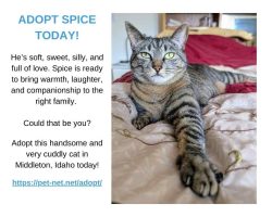 Ragdoll cat for adoption