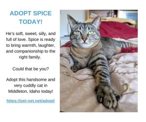 ragdoll cat for adoption