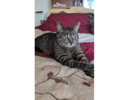 Ragdoll cat for adoption