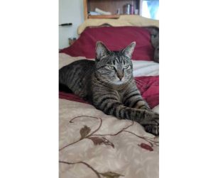 ragdoll cat for adoption