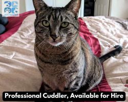 Ragdoll cat for adoption