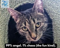 Ragdoll cat for adoption