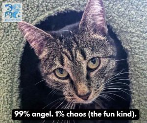 ragdoll cat for adoption