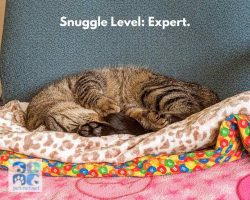Ragdoll cat for adoption