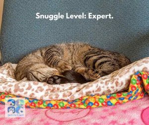 ragdoll cat for adoption