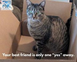 Ragdoll cat for adoption