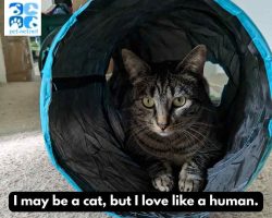 Ragdoll cat for adoption