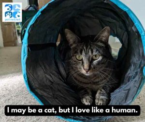 ragdoll cat for adoption