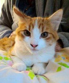 Spikey Orange Tabby Cat For Adoption In La Mesa CA