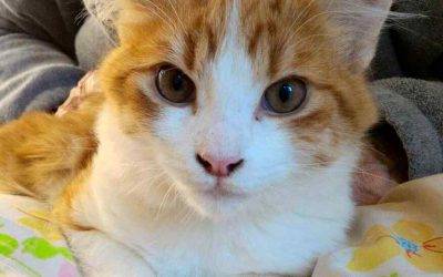 Orange tabby kitten for adoption in san diego (la mesa) ca – adopt spikey