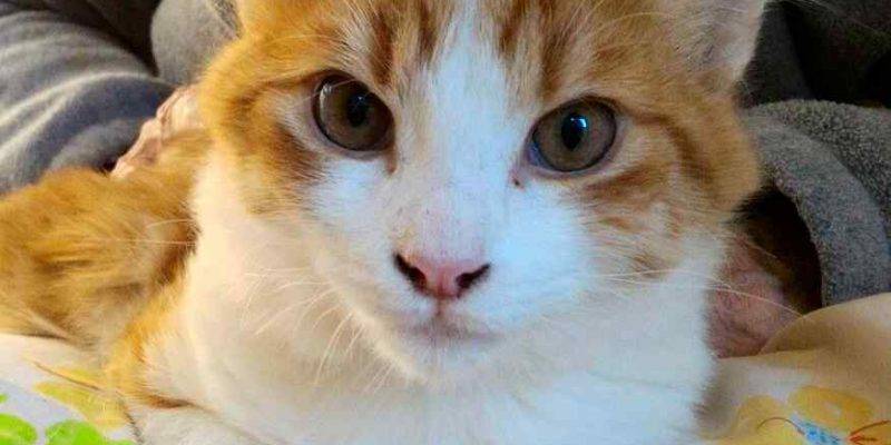 Orange Tabby Kitten For Adoption in San Diego (La Mesa) CA Adopt Spikey