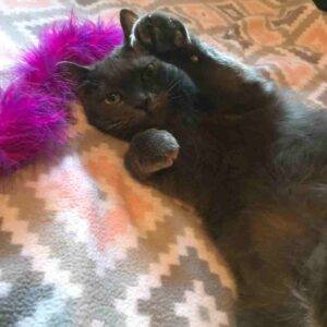Adopted russian blue mix kitten for adoption in north windham connecticut – supplies included – adopt spirit